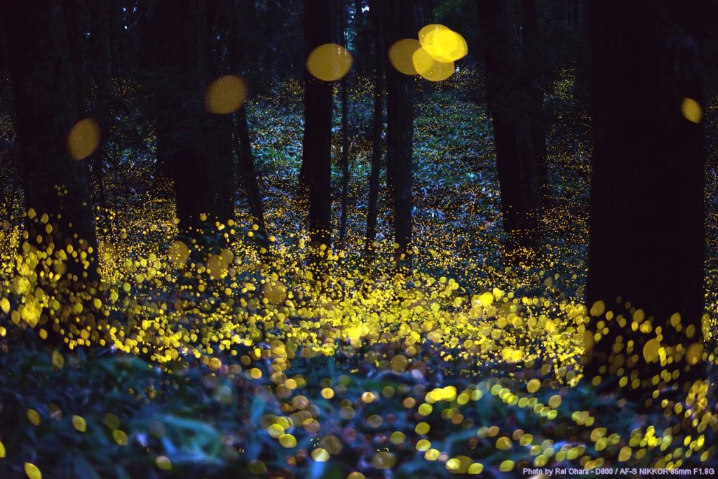 Long exposure of fireflies just before dark Photographer: Rei Ohara